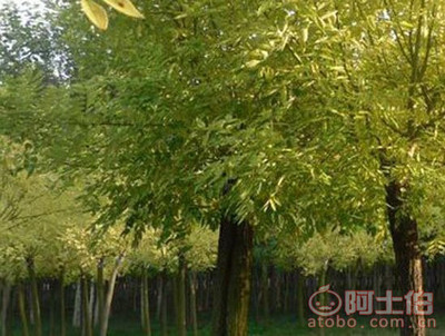 金葉槐 園林綠化新寵，熱賣促銷中